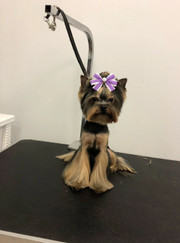 Артист цирка, грумер Ксения Сергеевна Луканина