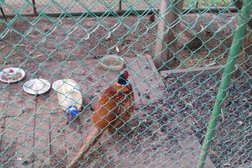 Загородный комплекс Слобода, с рейтингом 2 - находится по адресу Республика Татарстан, Набережные Челны, 1-й Цыганский переулок, 14 