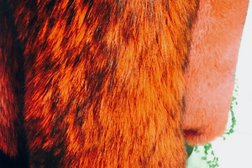 Меховая фабрика Красава, с рейтингом 2.7 - находится по адресу Пермь, 9 Января, 16 к7 