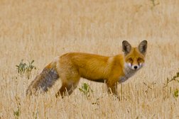 Казахстанская ассоциация сохранения биоразнообразия