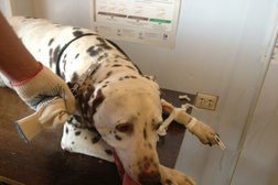 Ветеринарная клиника Зоодоктор, с рейтингом 3 - находится по адресу Красноярск, улица Ладо Кецховели, 29Б 