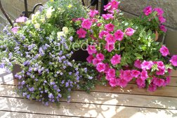 Студия ландшафтного дизайна Альведер, с рейтингом 3.4 - находится по адресу Самара, улица Ново-Садовая, 44 