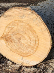 Садовник Александр Пожаров