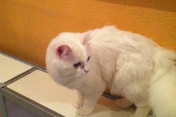 Зоомагазин Сами с усами, с рейтингом 3.6 - находится по адресу Рязань, Куйбышевское шоссе, 13 