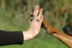 Ветеринарная клиника Малвин, с рейтингом 4.1 - находится по адресу Иваново, улица Постышева, 51 