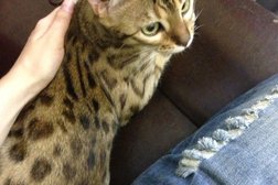 Ветеринарная клиника Бэст, с рейтингом 2.7 - находится по адресу Новосибирск, улица Фрунзе, 57 