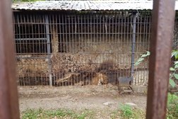 Зоопарк Сафари-парк, с рейтингом 3.9 - находится по адресу Краснодар, Трамвайная улица, 2/а 