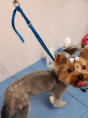 Грумер Татьяна Сергеевна Степанеко