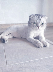 Грумер Кристина Ратиборовна Никитченко