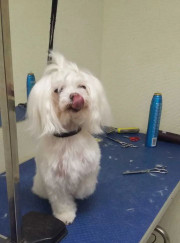 Грумер Виола Андреевна Бондаренко