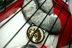 Зоомагазин Четыре лапы, с рейтингом 5 - находится по адресу Иваново, улица Куконковых, 141 