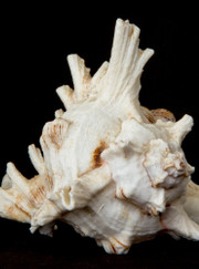 Видеомонтажёр, видеооператор Вадим Борисов