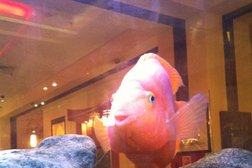 Японский ресторан Планета Суши, с рейтингом 3 - находится по адресу Московская область, Чехов, Московская улица, 96 