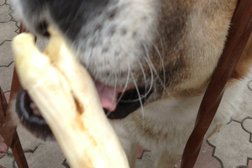 Зооцентр Чемпион, с рейтингом 3 - находится по адресу Калининград, улица Горького, 55 