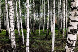 Белгородский Зоопарк, с рейтингом 4.8 - находится по адресу Белгород, Волчанская улица, 292в 