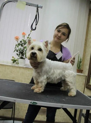 Ветеринар, грумер Кристина Александровна Евстигнеева