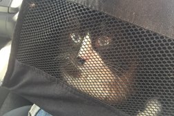 Частный приют для кошек Муркоша, с рейтингом 2.6 - находится по адресу Москва, Осташковская улица, 14 ст2 