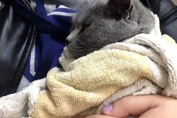 Скорая ветеринарная помощь, с рейтингом 3.9 - находится по адресу Ростов-на-Дону, улица Штахановского, 12 