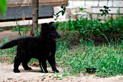 Питомник De Ashenvale Kennel, с рейтингом 3.3 - находится по адресу Воронеж, улица Братьев Мариных, 62 